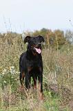 BEAUCERON 359